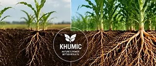 Comparison of crop root development with and without KHUMIC humic and fulvic acid biostimulants.