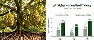 Chart showing higher nutrient use efficiency in durian trees using KHUMIC humic fertilizer compared to ordinary fertilizers.