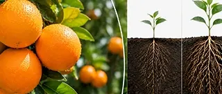 Healthy citrus fruit quality and root development comparison using KHUMIC water-soluble humic and fulvic acid.