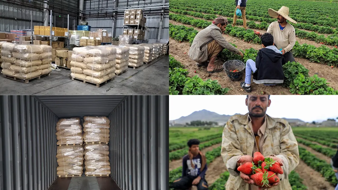 Success case of KHUMIC Premium Potassium Humate in Yemen: High-yield vegetable farming and satisfied customer.
