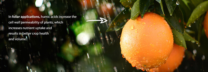 The water souble humic fulvic acid fertilizer for citrus