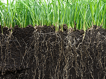 Application of Humic Acid in Lawns