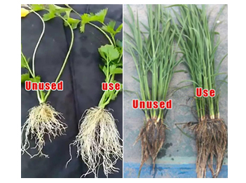 Humic acid fulvic acid play an import role in crops grow