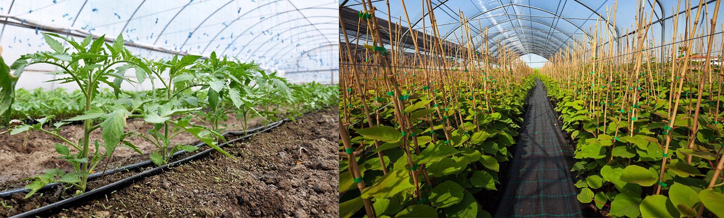 mineral humic acid