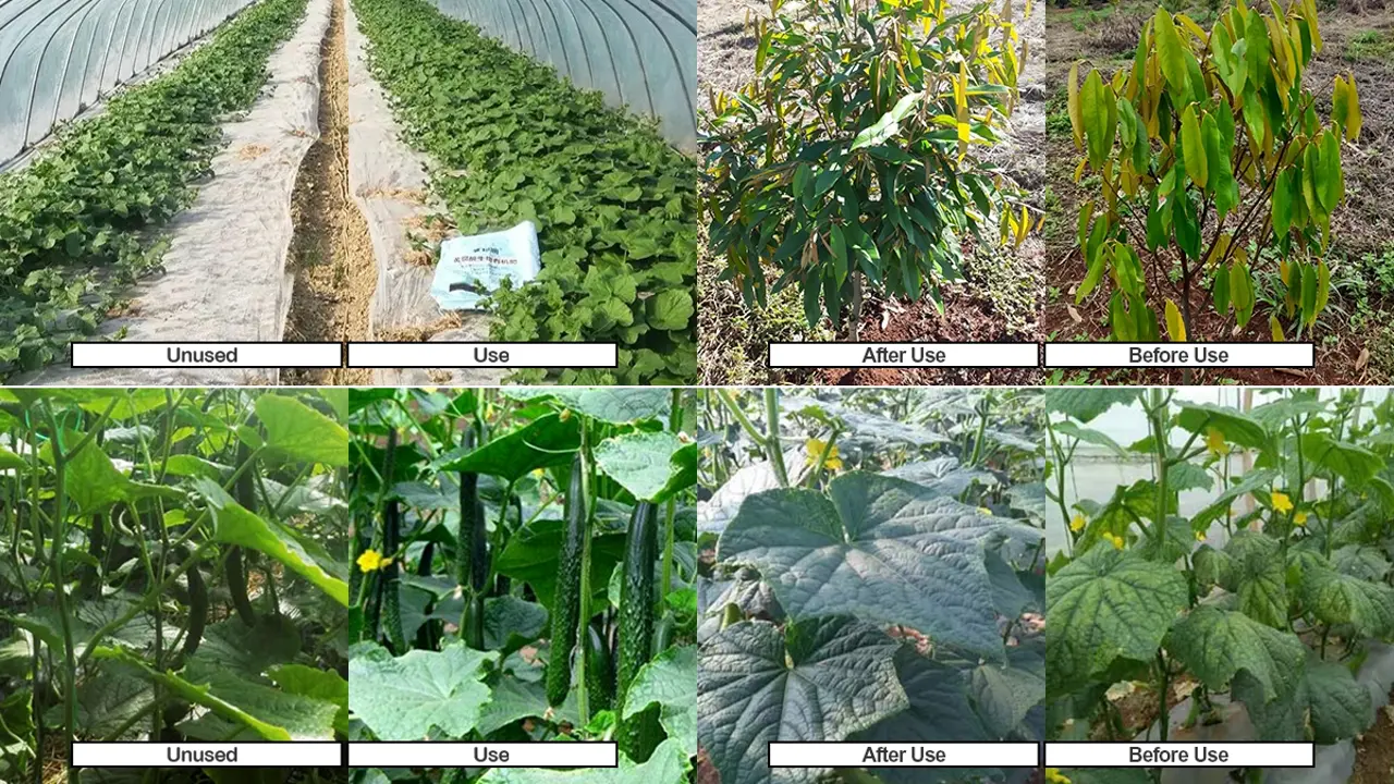 Efficacy comparison of mineral-source humic acid on various crops: Yield and quality boost for fruits and vegetables - KHUMIC