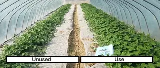 Efficacy comparison of mineral-source humic acid on various crops: Yield and quality boost for fruits and vegetables - KHUMIC