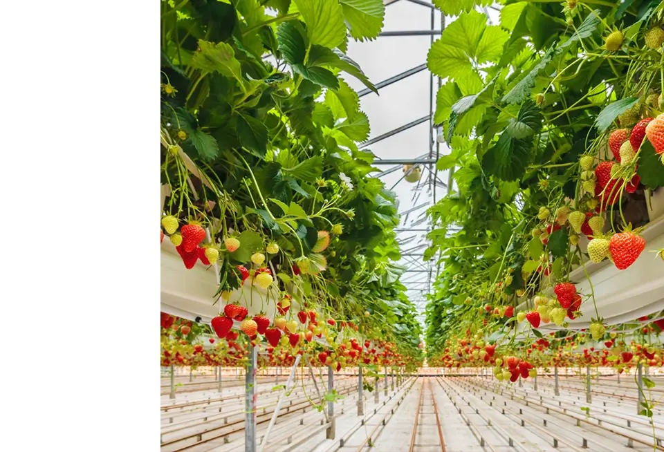 Diversity:<br>Empowering Global Agricultural Innovation