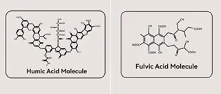 Humic Acid vs Fulvic Acid: Comparing potassium humate and active fulvic acid powder - KHUMIC GROUP