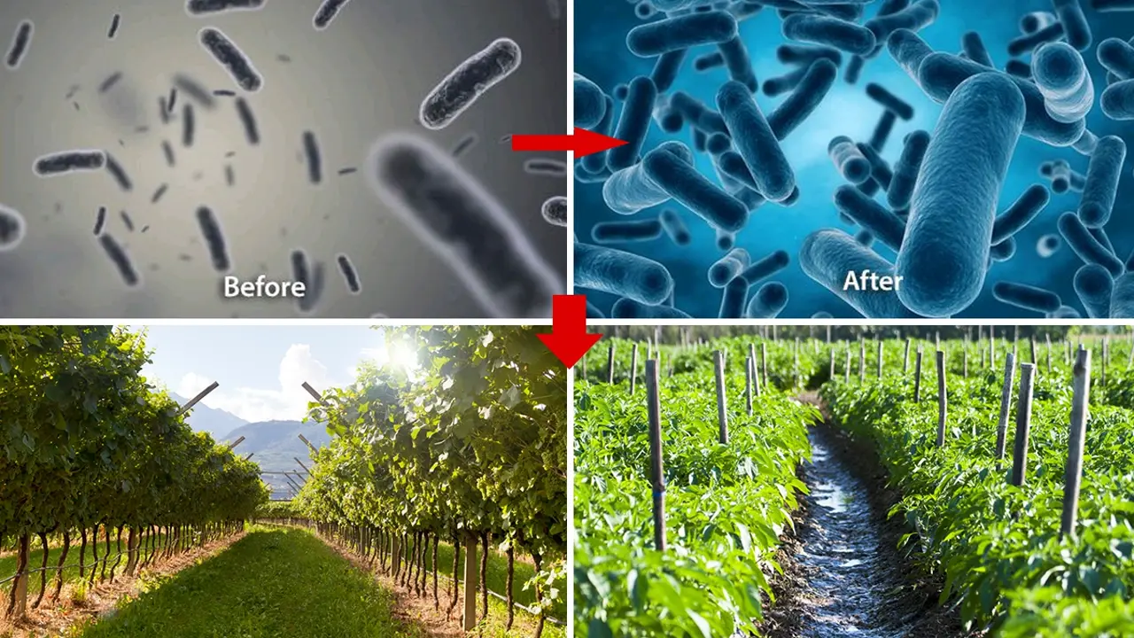 Sustainable agriculture trends 2026: Nurturing healthy plants with KHUMIC organic fertilizers and rich soil