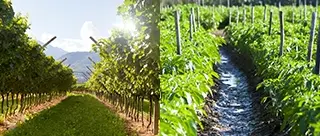 Sustainable agriculture trends 2026: Nurturing healthy plants with KHUMIC organic fertilizers and rich soil