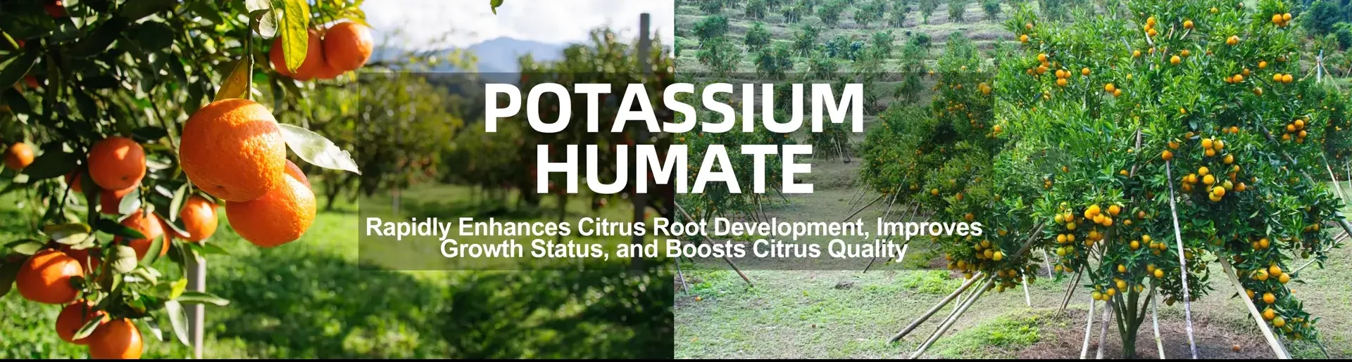 Organic fertilizer benefits: Potassium Humate application for crop yield enhancement and soil health - KHUMIC GROUP