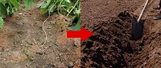 Why Soil Conditioning is the Essential Foundation for Sustained High Yields