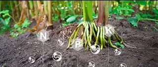 Maximize crop yield with biostimulants: KHUMIC guide to organic nutrients