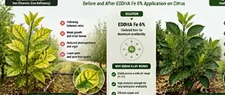 Iron chlorosis treatment results comparison: Before and after applying KHUMIC EDDHA Fe 6% Ortho-Ortho on yellowed leaves