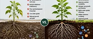 Improving soil structure in sodic environments: Transformation from compacted crust to healthy crumb structure
