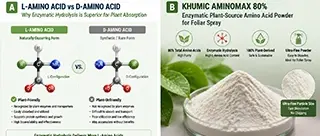 Plant-Source vs. Animal-Source Amino Acids: Which is Better for Rapid Nutrient Absorption?