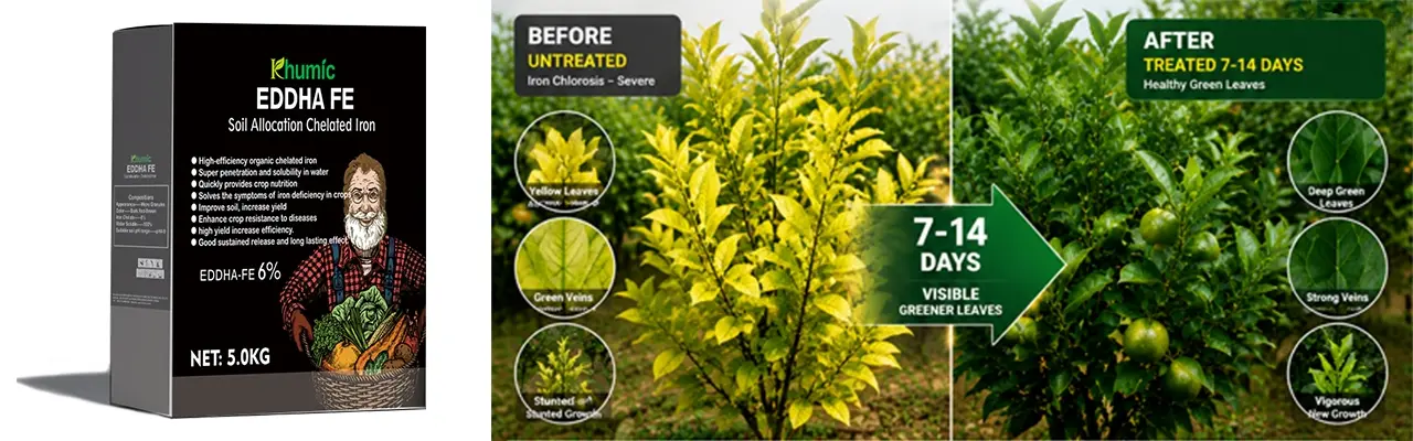 Before and after iron chlorosis treatment results on yellow leaves using KHUMIC EDDHA Fe 6% Ortho-Ortho chelated iron