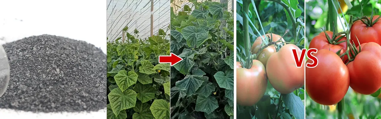 Potassium Fulvate powder texture and tomato yield comparison showing stress resistance and fruit quality - KHUMIC GROUP