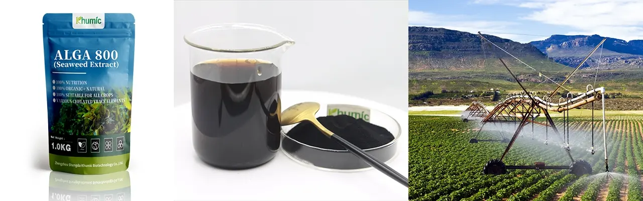 Alga 800 organic seaweed extract packaging, solubility test of black flakes, and center-pivot sprinkler irrigation application - KHUMIC GROUP